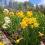 Srub - Sumava *