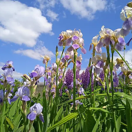 Apartamento Srub - šumava Javorná