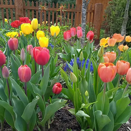 Apartamento Srub - šumava Javorná