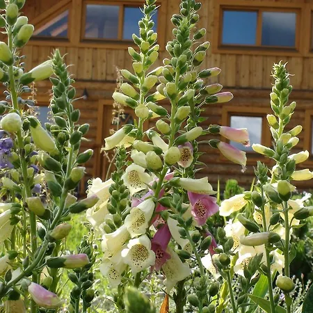 Srub - šumava Javorná