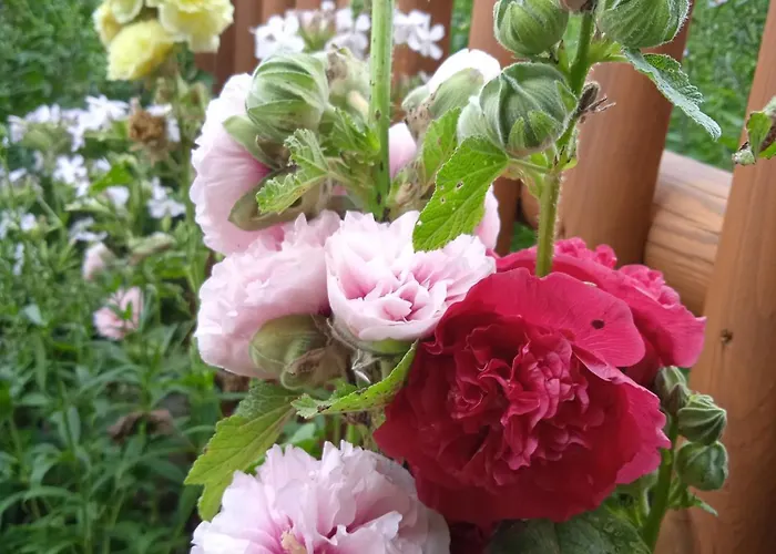 Srub - Sumava Lejlighed *