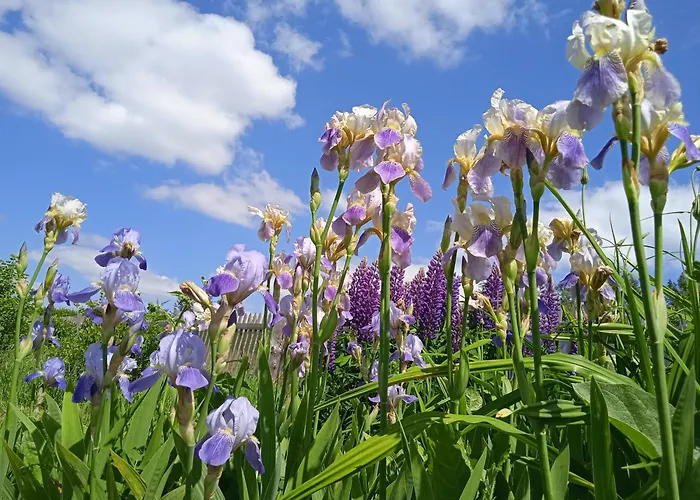 Lejlighed Srub - Sumava Javorná