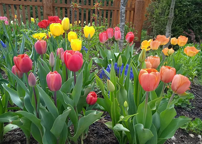 Lejlighed Srub - Sumava Javorná