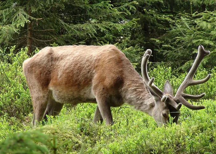 Srub - Sumava Lejlighed Javorná