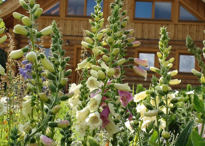 Srub - Sumava Javorná